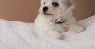 3 Cutest Bichon Pups: Purebred & Hypoallergenic