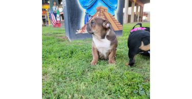 2 AKC English Bulldog puppies for sale