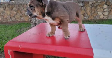 2 AKC English Bulldog puppies for sale