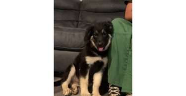 2 months old Shepsky puppy
