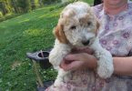 2 baby golden doodle girl for sale