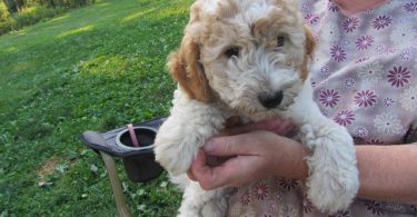 2 baby golden doodle girl for sale