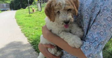 2 baby golden doodle girl for sale