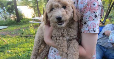 2 baby golden doodle girl for sale