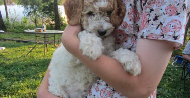 2 baby golden doodle girl for sale