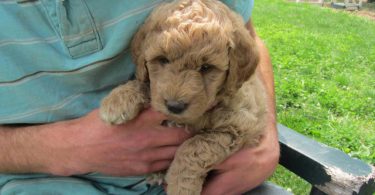 2 baby golden doodle girl for sale