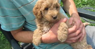 2 baby golden doodle girl for sale