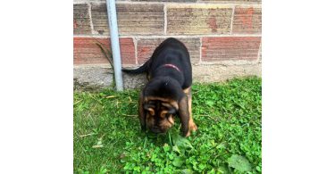 1 male Bloodhound puppy left