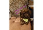 3 boy & 1 girl Shih Tzu puppies for sale