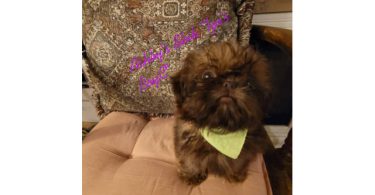 3 boy & 1 girl Shih Tzu puppies for sale
