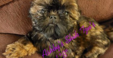 3 boy & 1 girl Shih Tzu puppies for sale