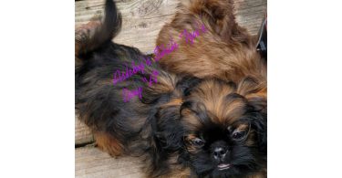 3 boy & 1 girl Shih Tzu puppies for sale