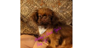 3 boy & 1 girl Shih Tzu puppies for sale