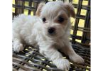 2 white MORKIE female puppies not cheap