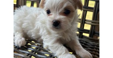 2 white MORKIE female puppies not cheap