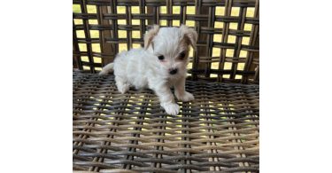 2 white MORKIE female puppies not cheap