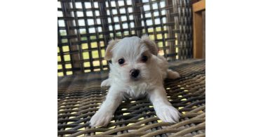 2 white MORKIE female puppies not cheap