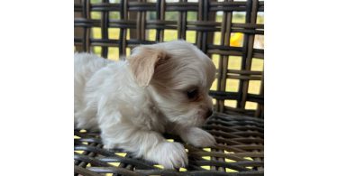 2 white MORKIE female puppies not cheap
