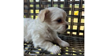 2 white MORKIE female puppies not cheap