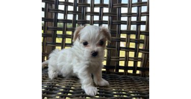 2 white MORKIE female puppies not cheap