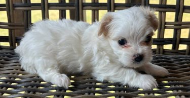 2 white MORKIE female puppies not cheap