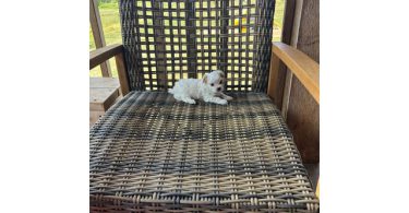 2 white MORKIE female puppies not cheap