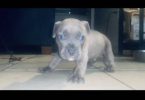 2 Small breed Pocket Bully puppy for sale