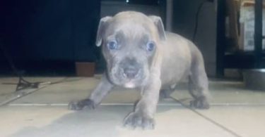 2 Small breed Pocket Bully puppy for sale