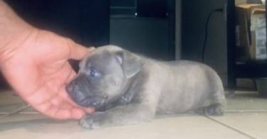 2 Small breed Pocket Bully puppy for sale