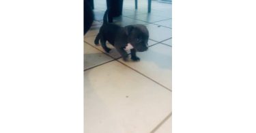 2 Small breed Pocket Bully puppy for sale