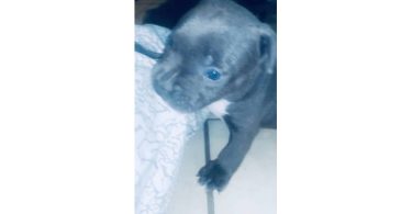 2 Small breed Pocket Bully puppy for sale