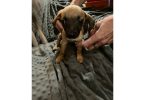 2 mini Corgi/Chihuahua puppies need a home