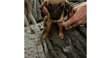 2 mini Corgi/Chihuahua puppies need a home
