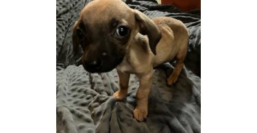2 mini Corgi/Chihuahua puppies need a home