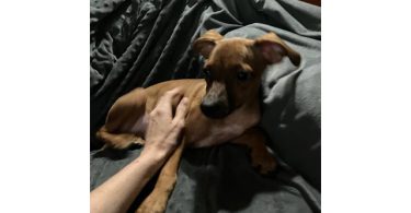 2 mini Corgi/Chihuahua puppies need a home