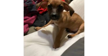 2 mini Corgi/Chihuahua puppies need a home