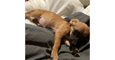 2 mini Corgi/Chihuahua puppies need a home