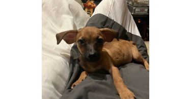 2 mini Corgi/Chihuahua puppies need a home