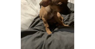 2 mini Corgi/Chihuahua puppies need a home
