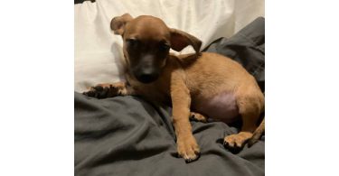 2 mini Corgi/Chihuahua puppies need a home