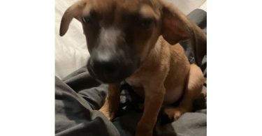 2 mini Corgi/Chihuahua puppies need a home