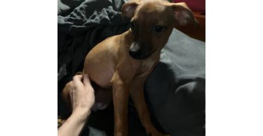 2 mini Corgi/Chihuahua puppies need a home