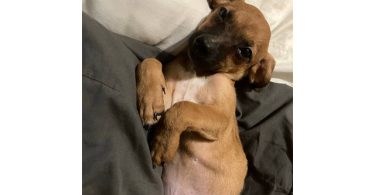 2 mini Corgi/Chihuahua puppies need a home