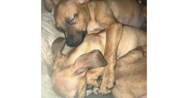 2 mini Corgi/Chihuahua puppies need a home