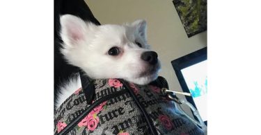 Sweet American Eskimo Puppy Needs Home