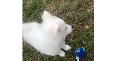 Sweet American Eskimo Puppy Needs Home