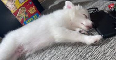 Sweet American Eskimo Puppy Needs Home