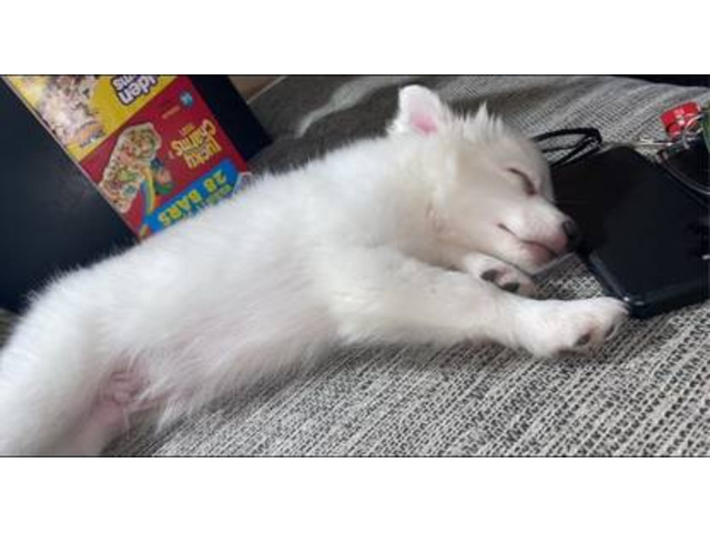 Sweet American Eskimo Puppy Needs Home