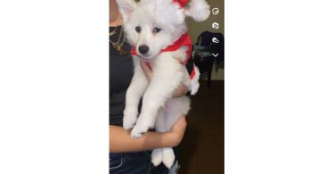 Sweet American Eskimo Puppy Needs Home