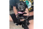 2 Pyrador puppies for sale